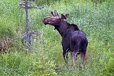 Curious Moose_02925